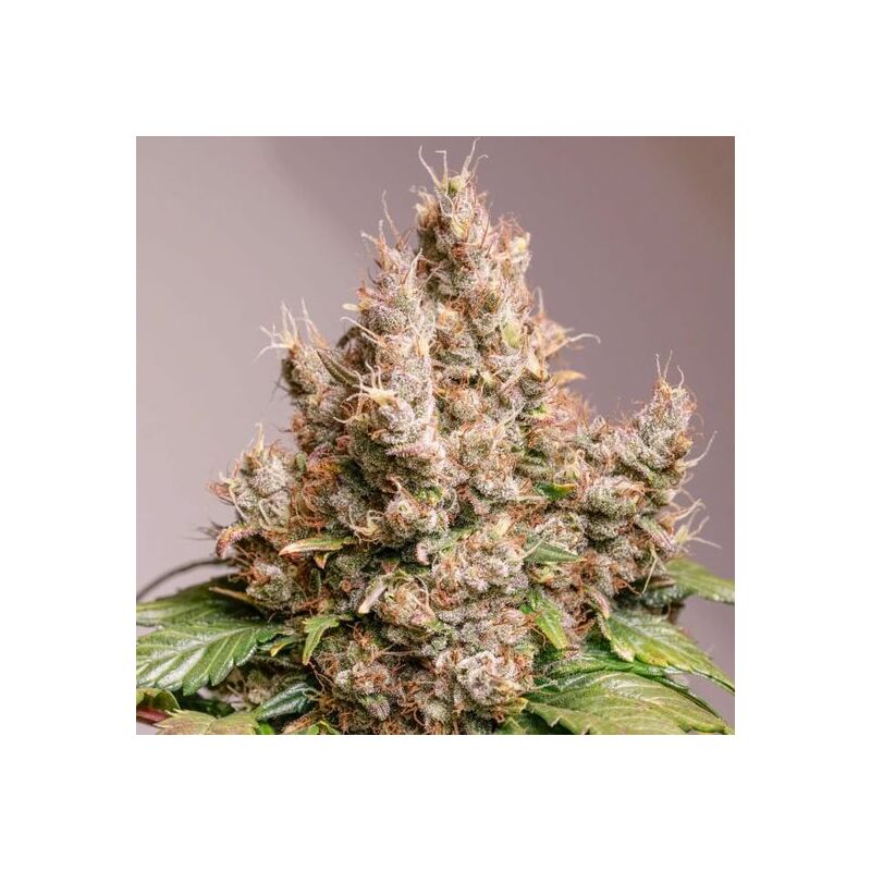 Auto Red Tropicana Cookies, Фасовка: 3, изображение 3